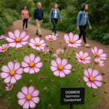 COSMOS bipinnatus 'Candystripe' (Cosmos, White w/Crimson Markings)