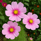 COSMOS bipinnatus 'Daydream' (Cosmos, White w/Rose Blush)
