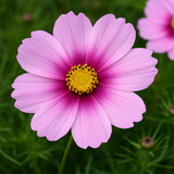 COSMOS bipinnatus 'Daydream' (Cosmos, White w/Rose Blush)