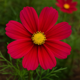 COSMOS bipinnatus 'Dazzler' (Cosmos, Crimson)