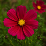 COSMOS bipinnatus 'Dazzler' (Cosmos, Crimson)