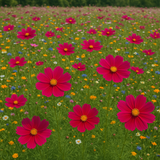 COSMOS bipinnatus 'Dazzler' (Cosmos, Crimson)