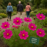 COSMOS bipinnatus 'Dazzler' (Cosmos, Crimson)