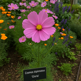 COSMOS bipinnatus 'Gloria' (Cosmos, Pink w/Purple Eye)