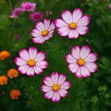 COSMOS bipinnatus 'Picotee' (White w/Magenta Edges)