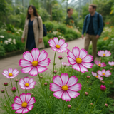 COSMOS bipinnatus 'Picotee' (White w/Magenta Edges)