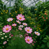 COSMOS bipinnatus 'Picotee' (White w/Magenta Edges)