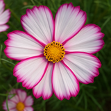 COSMOS bipinnatus 'Picotee' (White w/Magenta Edges)