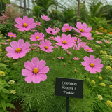 COSMOS bipinnatus 'Pinkie' (Cosmos, Pink)