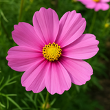 COSMOS bipinnatus 'Pinkie' (Cosmos, Pink)
