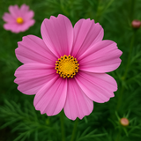 COSMOS bipinnatus 'Pinkie' (Cosmos, Pink)