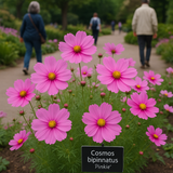 COSMOS bipinnatus 'Pinkie' (Cosmos, Pink)