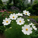 COSMOS bipinnatus 'Purity' (Cosmos, White)