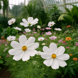 COSMOS bipinnatus 'Purity' (Cosmos, White)