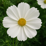 COSMOS bipinnatus 'Purity' (Cosmos, White)