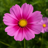 COSMOS bipinnatus 'Radiance' (Cosmos, Deep Rose w/Crimson Eye)