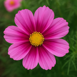 COSMOS bipinnatus 'Radiance' (Cosmos, Deep Rose w/Crimson Eye)