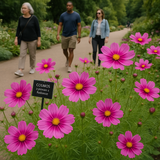 COSMOS bipinnatus 'Radiance' (Cosmos, Deep Rose w/Crimson Eye)