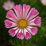 COSMOS bipinnatus 'Sea Shells' (Cosmos, Tubular petals)