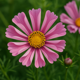 COSMOS bipinnatus 'Sea Shells' (Cosmos, Tubular petals)