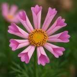 COSMOS bipinnatus 'Sea Shells' (Cosmos, Tubular petals)