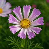 COSMOS bipinnatus 'Sea Shells' (Cosmos, Tubular petals)