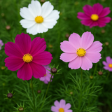 COSMOS bipinnatus 'Sensation Mix' (Cosmos, Tall Mixed)