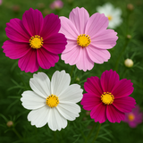 COSMOS bipinnatus 'Sensation Mix' (Cosmos, Tall Mixed)
