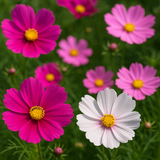 COSMOS bipinnatus 'Sensation Mix' (Cosmos, Tall Mixed)