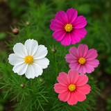 COSMOS bipinnatus (Cosmos, Dwarf Mixed)