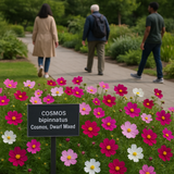 COSMOS bipinnatus (Cosmos, Dwarf Mixed)