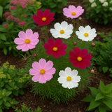 COSMOS bipinnatus (Cosmos, Dwarf Mixed)