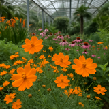 COSMOS sulphureus 'Bright Lights' (Sulphur Cosmos, Tall Mixed)