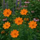 COSMOS sulphureus 'Bright Lights' (Sulphur Cosmos, Tall Mixed)