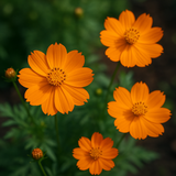 COSMOS sulphureus 'Bright Lights' (Sulphur Cosmos, Tall Mixed)