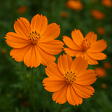 COSMOS sulphureus 'Bright Lights' (Sulphur Cosmos, Tall Mixed)