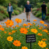 COSMOS sulphureus 'Bright Lights' (Sulphur Cosmos, Tall Mixed)
