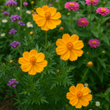 COSMOS sulphureus 'Crest Gold' (Sulphur Cosmos, Tall Gold)