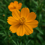 COSMOS sulphureus 'Crest Gold' (Sulphur Cosmos, Tall Gold)
