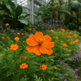 COSMOS sulphureus 'Crest Orange' (Sulphur Cosmos, Tall Orange)