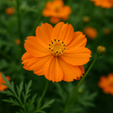 COSMOS sulphureus 'Crest Orange' (Sulphur Cosmos, Tall Orange)