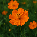 COSMOS sulphureus 'Crest Orange' (Sulphur Cosmos, Tall Orange)