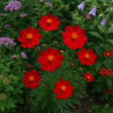 COSMOS sulphureus 'Crest Red' (Sulphur Cosmos, Tall Red)