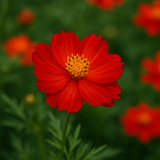 COSMOS sulphureus 'Crest Red' (Sulphur Cosmos, Tall Red)
