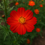 COSMOS sulphureus 'Crest Red' (Sulphur Cosmos, Tall Red)