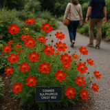COSMOS sulphureus 'Crest Red' (Sulphur Cosmos, Tall Red)
