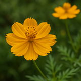 COSMOS sulphureus (Sulphur Cosmos, Dwarf Gold)