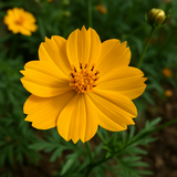COSMOS sulphureus (Sulphur Cosmos, Dwarf Gold)