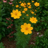 COSMOS sulphureus (Sulphur Cosmos, Dwarf Gold)