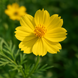 COSMOS sulphureus (Sulphur Cosmos, Dwarf Lemon)